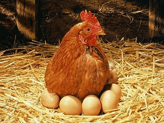 разведение кур разведение кур
