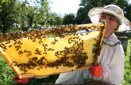 уход за пчелами