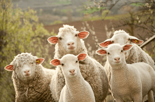 разведение овец разведение овец