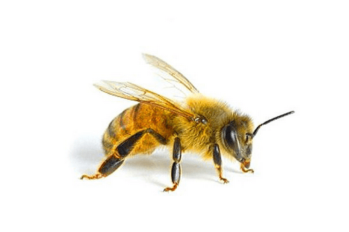 разведение пчел