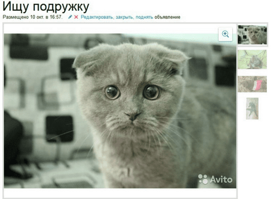 Смешные объявления на Авито Смешные объявления на Авито