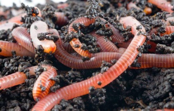 Как построить бизнес на разведении червей в домашних условиях?
