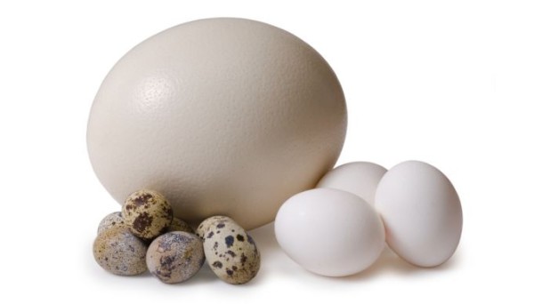 Страусиное яйцо в сравнении с куриными и перепелиными
