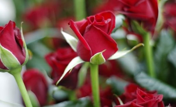 Как наладить бизнес на выращивании роз в теплице?