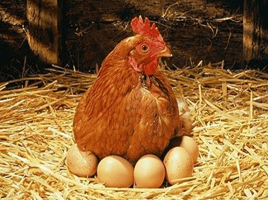 разведение кур
