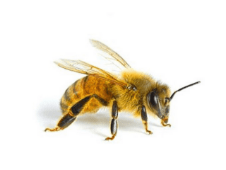 Пчеловодство: с чего начать?