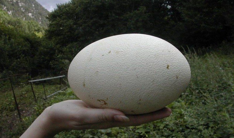 Яйцо