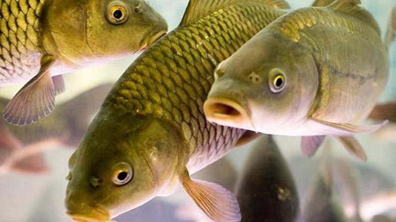 Условия содержания рыб в искусственных водоемах.