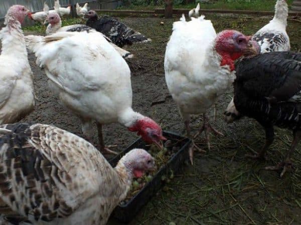 Индюки: разведение, содержание и уход в домашних условиях