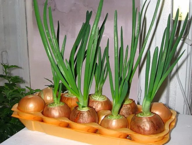 Лук в лотке