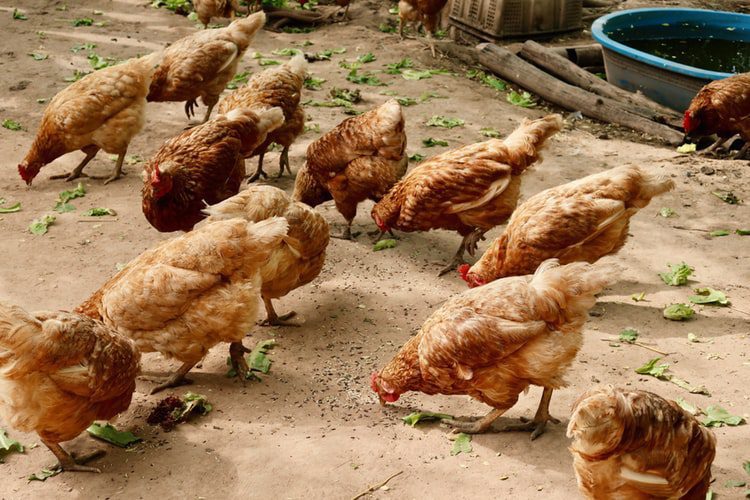 Как заработать на куриных яйцах
