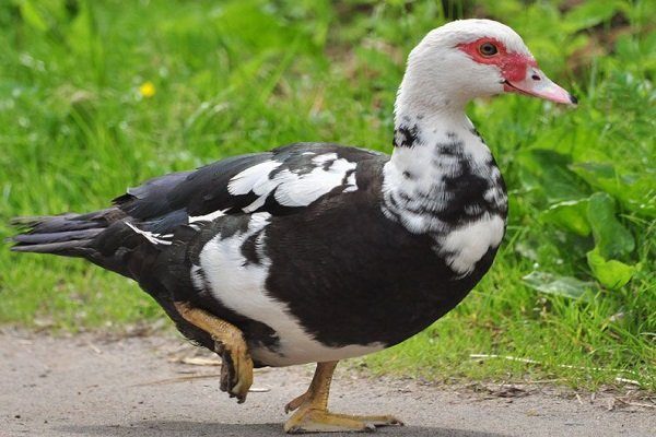 Индийский
