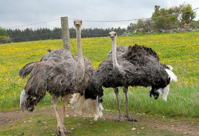 Фермерское разведение страусов в России: насколько выгодно?